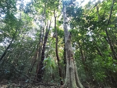 Lagerstroemia microcarpa