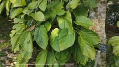 Pterygota alata