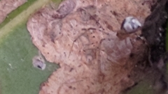 Bijoaraneus mitificus