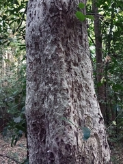 Lagerstroemia microcarpa