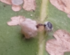 Bijoaraneus mitificus