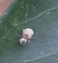 Bijoaraneus mitificus