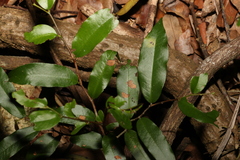 Meiogyne stenopetala