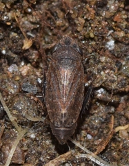 Aphrodes bicinctus