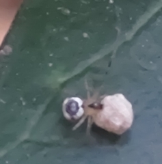 Bijoaraneus mitificus