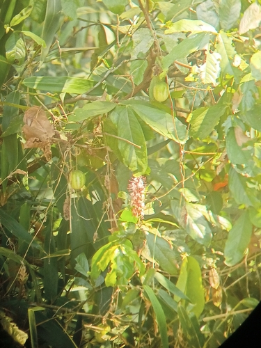 Humboldtia brunonis, photograph 5