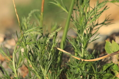 Oligomeris linifolia