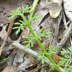 Daucus glochidiatus