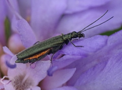 Oedemera virescens
