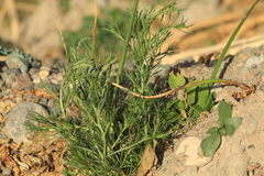 Oligomeris linifolia