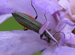 Oedemera virescens