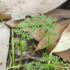Daucus glochidiatus