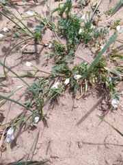 Hypecoum leptocarpum