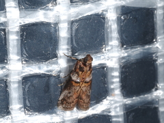 Conobathra hemichlaena