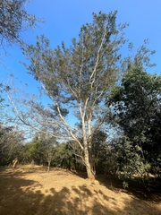 Senegalia polyacantha