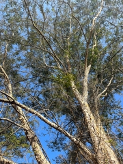 Senegalia polyacantha