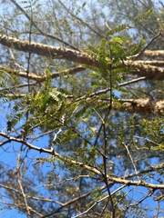Senegalia polyacantha