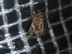 Spodoptera umbraculata