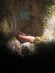 Craspedocephalus malabaricus