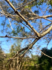 Senegalia polyacantha