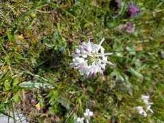 Pedicularis cheilanthifolia