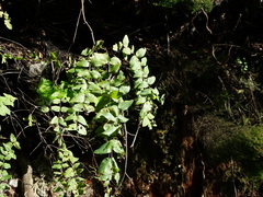 Hypericum grandifolium image