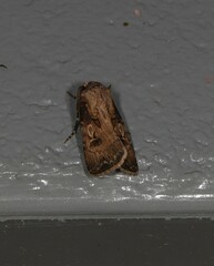 Agrotis interjectionis