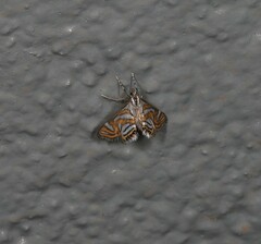 Anydraula pericompsa