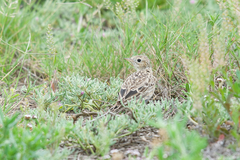 Anthus spragueii