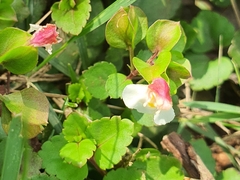 Torenia polygonoides