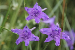 Delphinium caeruleum