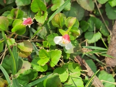 Torenia polygonoides