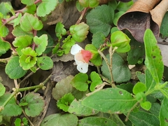 Torenia polygonoides