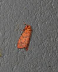 Miltochrista quadrilineata