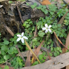 Lobelia pedunculata