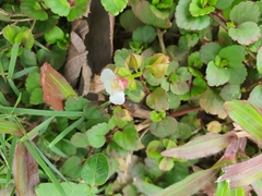 Torenia polygonoides