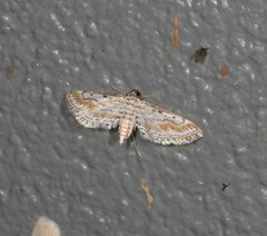 Parapoynx dentizonalis