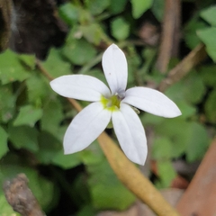 Lobelia pedunculata