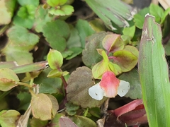 Torenia polygonoides