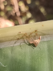 Meotipa sahyadri