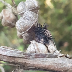 Septobasidium clelandii