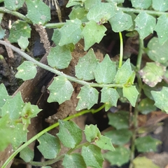 Lobelia pedunculata