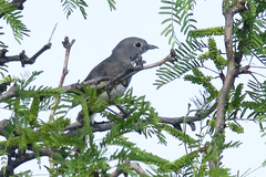 Vireo vicinior