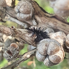 Septobasidium clelandii