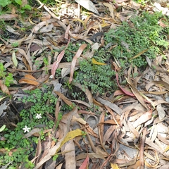 Lobelia pedunculata