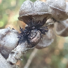 Septobasidium clelandii