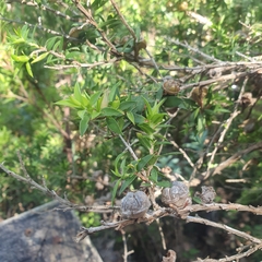 Septobasidium clelandii