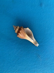 Brunneifusus ternatanus