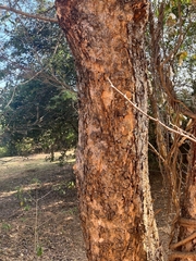 Senegalia polyacantha