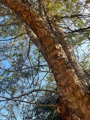 Senegalia polyacantha